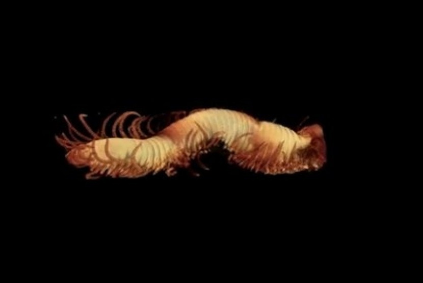 Pembedahan virtual terhadap satu cacing laut spesies Polychaeta.