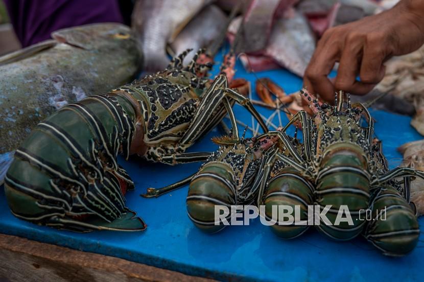 Pembeli memilih-milih lobster (Panulirus spp.) yang dijual di pasar ikan laut di Palu, Sulawesi Tengah, Rabu (14/4). Badan Karantina Ikan dan Pengendalian Mutu dan Keamanan Hasil Perikanan (BKIPM), Kementerian Kelautan dan Perikanan (KKP) melakukan pengawasan ketat di bandara, pelabuhan maupun pintu-pintu perbatasan negara, untuk mengantisipasi terjadinya penyelundupan sumber daya kelautan dan perikanan, terutama Benih Bening Lobster (BBL). 