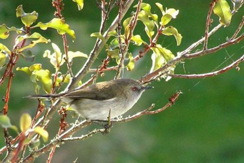  Pemberian makanan pada burung di halaman belakang membuat burung pemakan serangga asli Selandia Baru warbler abu-abu tersingkir oleh burung pendatang yang lebih agresif.