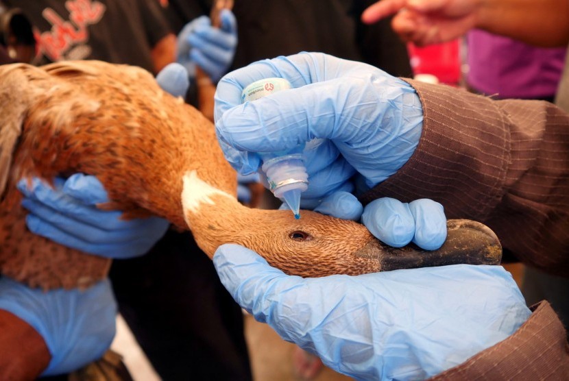 Pemberian obat tetes mata pada vaksinasi flu burung oleh tim Dinas Pertanian Kabupaten Bandung, di Kampung Lebakwangi, Desa Sekarwangi, Kecamatan Soreang, Jumat (24/2). 