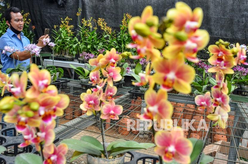 Potensi bisnis bunga anggrek di Indonesia terbuka lebar karena permintaan tinggi. Ilustrasi.