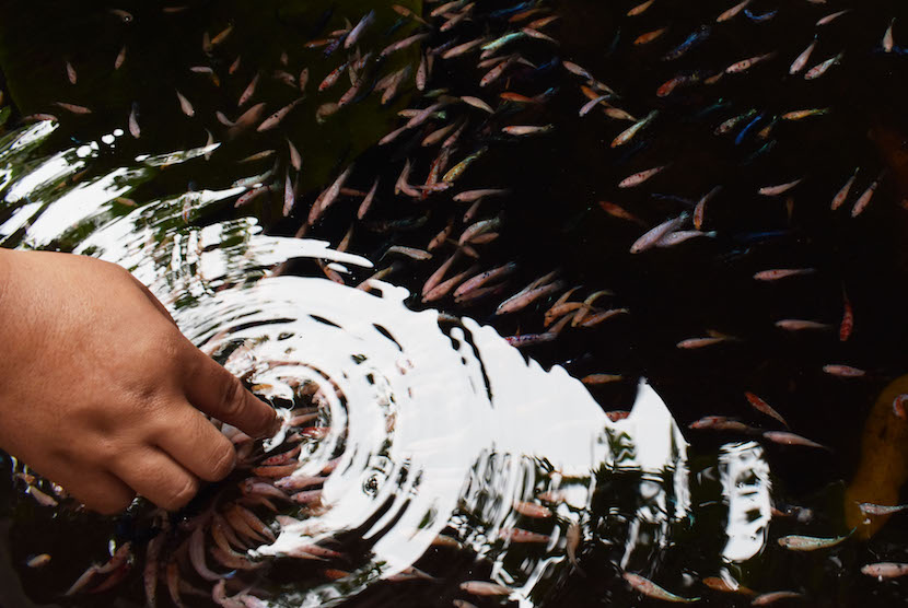 Bibit ikan, ilustrasi. Untuk mencegah kepunahan populasi ikan lokal, Pemprov Lampung menebar sejuta bibit ikan endemik di Sungai Tulangbawang, Kabupaten Tulangbawang, Lampung, Rabu (28/9/2022). 