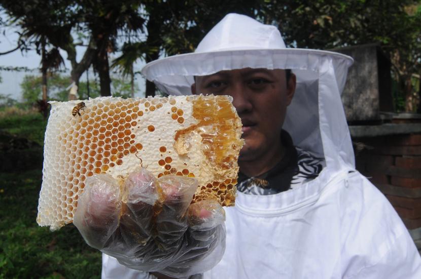Pembudi daya menunjukkan hasil panen madu lebah Jawa Apis Cerana di Mudal, Boyolali, Jawa Tengah, Kamis (16/6/2022). Disebut dalam Alquran, Adakah Manfaat Medis Pengobatan Menggunakan Madu?