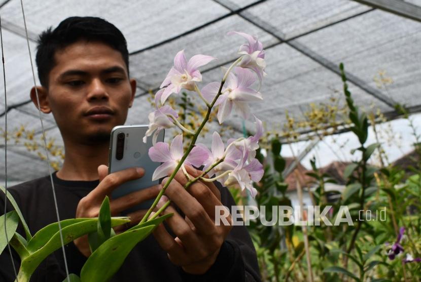 Pembudidaya anggrek Muhamad Hilmi melakukan pendataan tanaman angrek sebelum ditawarkan melalui pasar daring di kebunnya Desa Kedondong, Kebonsari, Kabupaten Madiun, Jawa Timur (ilustrasi) 