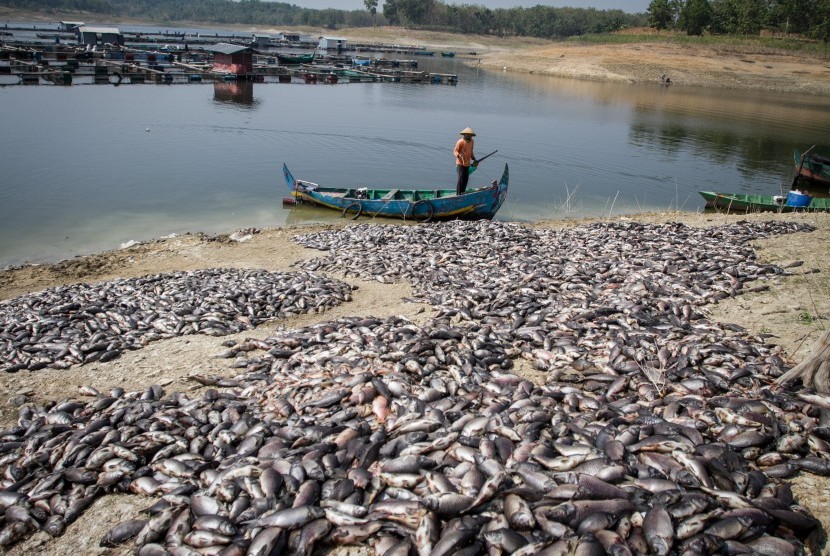 Pembudidaya ikan keramba Waduk Kedungombo memindahkan ikan mati dari keramba di Desa Ngasinan, Kecamatan Sumberlawang, Kabupaten Sragen, Jawa Tengah (ilustrasi).