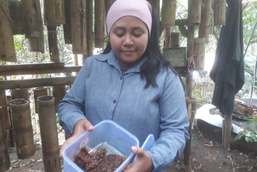 Pembudidaya madu lebah, Nia Koswara (30) di Kampung Maribaya, Desa Langensari RT 04 RW 05, Kecamatan Lembang, Kabupaten Bandung Barat tengah menunjukan madu lebah trigona dari sarangnya, Senin (21/1). Para pembeli bisa langsung mencicipi madu dari sarangnya.