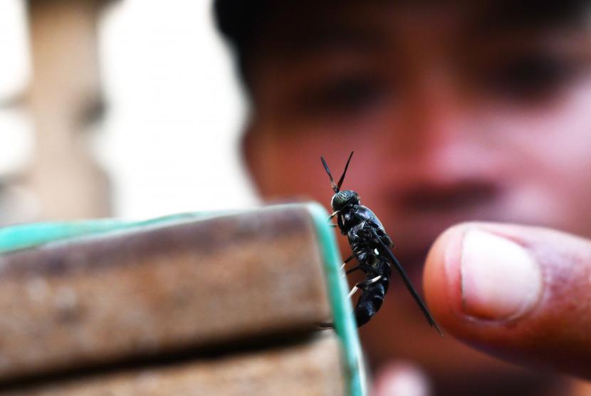 Pembudidaya melihat lalat Black Soldier Fly (BSF) yang sedang bertelur di tempat budi daya maggot di Kabupaten Madiun, Jawa Timur, Selasa (13/9/2022). Budi daya maggot yang dikelola Kelompok Sadar Wisata (Pokdarwis) Gunungsari Madiun tersebut menghasilkan 250 hingga 300 kilogram larva maggot per minggu dan dijual dengan harga Rp8 ribu hingga Rp10 ribu per kilogram. 