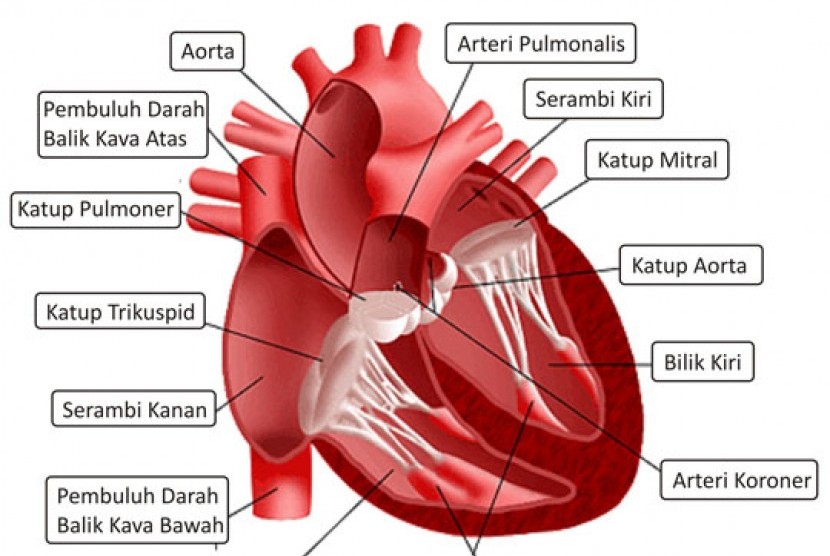 Pembuluh aorta