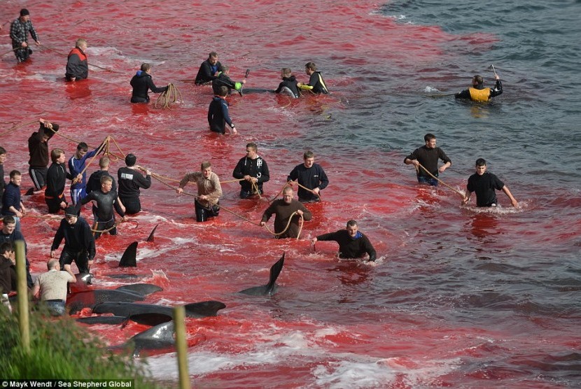 pembunuhan massal ikan Paus di Denmark