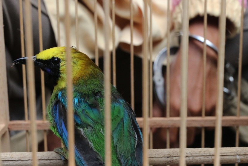 Pemburu dan barang bukti burung Murai Ranting hasil penangkapan di kawasan Taman Nasional Gunung Leuser (TNGL) ditunjukkan kepada media pada gelar kasus di Balai Besar TNGL, di Medan, Sumatera Utara, Rabu (24/2)