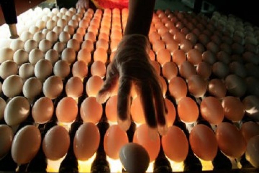 Pemeriksaan telur (ilustrasi)