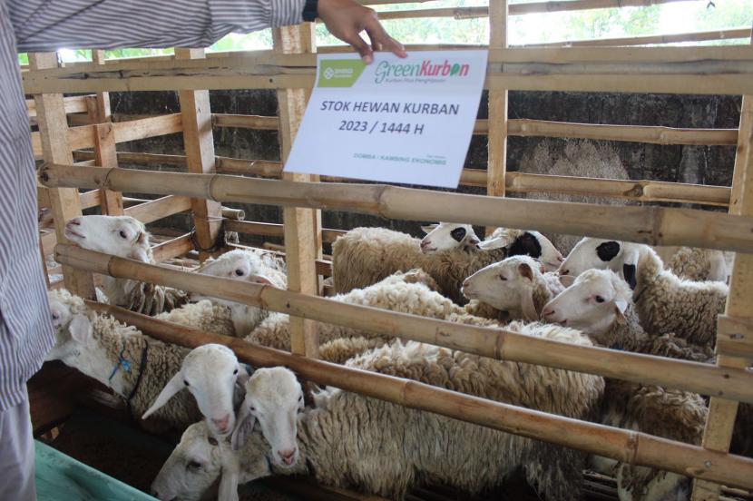 Pemeriksaan hewan kurban diawali dengan penentuan bobot. Di Sinergi Foundation kan ada 2 tipe domba; tipe terbaik dan tipe ekonomis. 