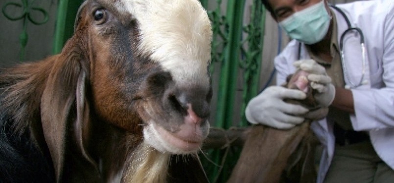Pemeriksaan kambing kurban. (ilustrasi)