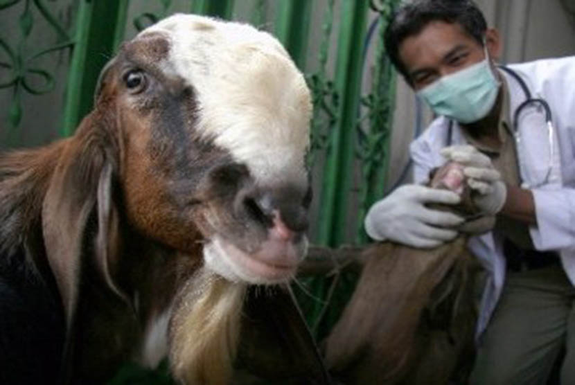Pemeriksaan hewan ternak, kambing. (ilustrasi)