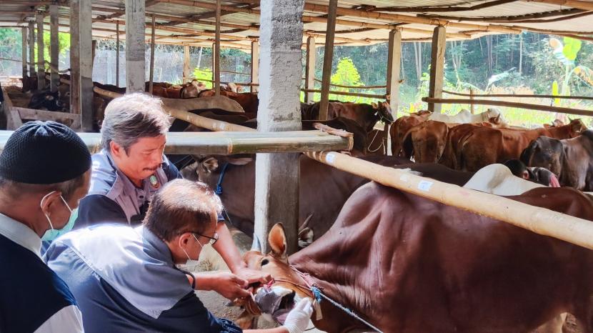 Pemeriksaan kesehatan hewan ternak oleh Dinas Ketahanan Pangan dan Pertanian (Dispangtan) Kota Solo, Selasa (20/6/2023).