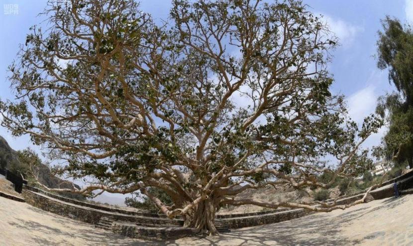 Arab Saudi Kembangkan <em>The Arabian Highland</em>. Foto: Pemerintah Arab Saudi melalui Kementerian Lingkungan Hidup, Air dan Pertanian Arab Saudi melakukan inventarisasi pada 229 pohon tua dan langka di Asir.