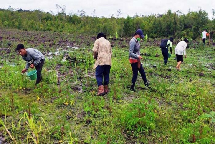 Pemerintah Kabupaten Barito Timur (Pemkab Bartim) di Provinsi Kalimantan Tengah (Kalteng) yang berupaya keras mengembangkan tanaman jagung pakan ternak. Kegiatan penanaman dilakukan terpadu di seluruh Bartim, termasuk Desa Telang Lama, Kecamatan Paju Epat.
