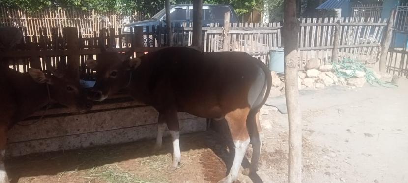 Pemerintah Kabupaten Bima pastikan ketersediaan sapi potong jelang Idul Adha 2023.