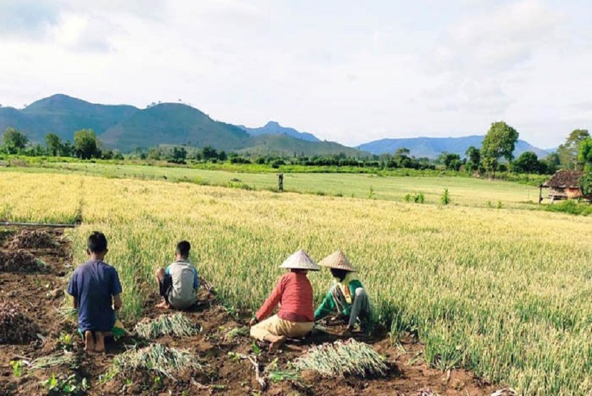 Pemerintah Kabupaten (Pemkab) Dompu berupaya mencapai target pengembangan sentra produksi bawang merah seluas 50 hektar di Desa Taropo di Kecamatan Kilo untuk mendukung pemenuhan kebutuhan produk hortikultura tersebut di Provinsi Nusa Tenggara Barat (NTB).