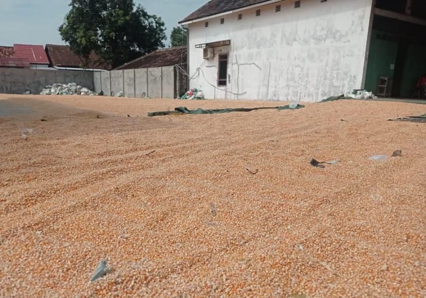 Pemerintah melalui Kementerian Pertanian (Kementan) memastikan pasokan stok jagung aman dan terkendali. 