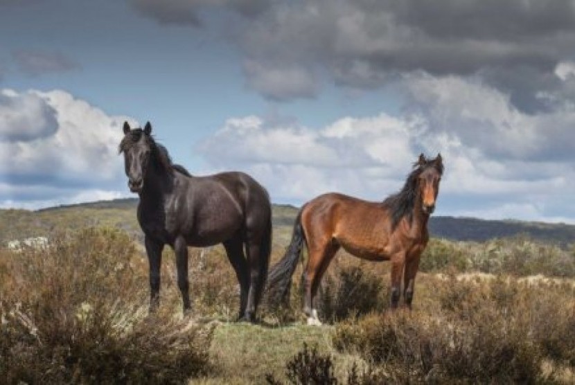 Pemerintah New South Wales mengatakan kuda-kuda liar di Snowy Mountain merusakTaman Nasional Kosciusko.