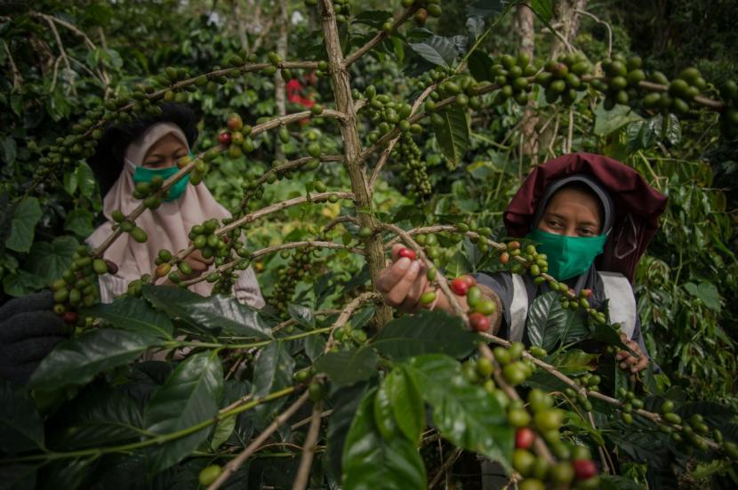 Pemetik ceri kopi di Desa Tawardi, Kecamatan Kute Panang, Kabupaten Aceh Tengah.