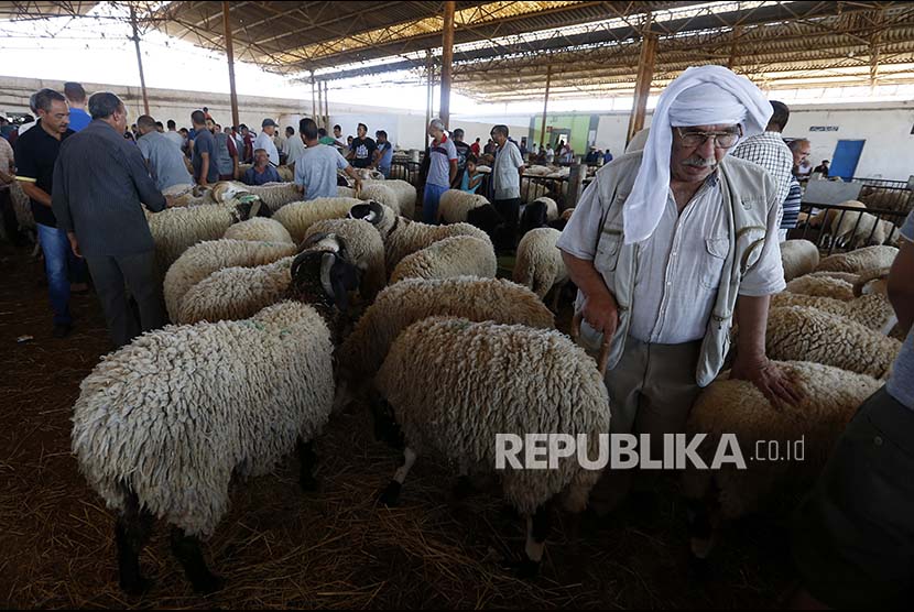 Pemilik domba memajang biri-biri yang dijual sebagai hewan kurban di Tunis, Tunisia Rabu (23/8).