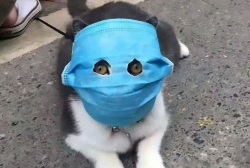 Pemilik hewan peliharaan di China memasangkan masker bagi kucing peliharaannya agar terhindar dari infeksi virus corona tipe baru, Covid-19.
