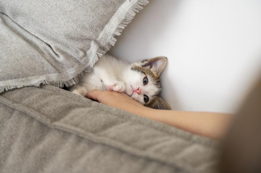 Pemilik hewan peliharaan tidur bersama kucingnya (ilustrasi). 