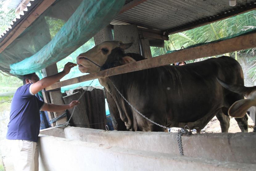 Pemilik sapi jenis simental memberi makan buah pisang dikandangnya seusai dibeli Presiden Jokowi untuk dikurbankan di Kelurahan Arombu, Kecamatan Unaaha, Konawe, Sulawesi Tenggara, Sabtu (2/7/2022).(Ilustrasi)
