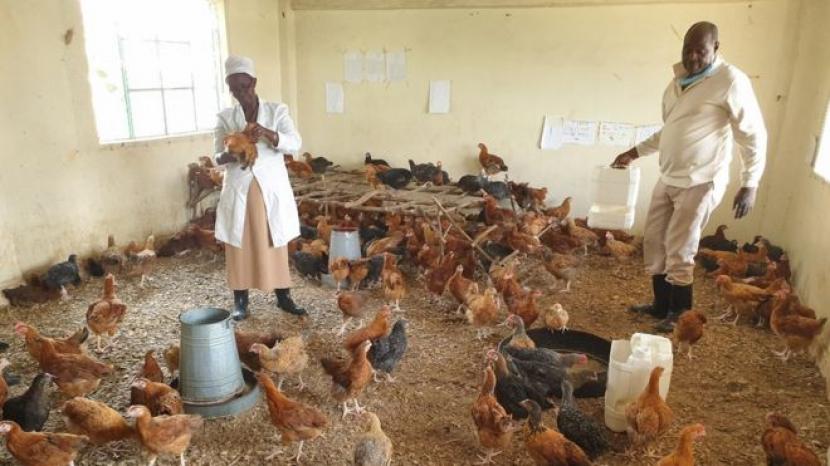Dampak Covid-19, Ruang Kelas di Kenya Jadi Kandang Ayam. Pemilik sekolah pusat di Kenya, Joseph Maina mengubah sekolahnya menjadi kandang ayam akibat dampak pandemi Covid-19.