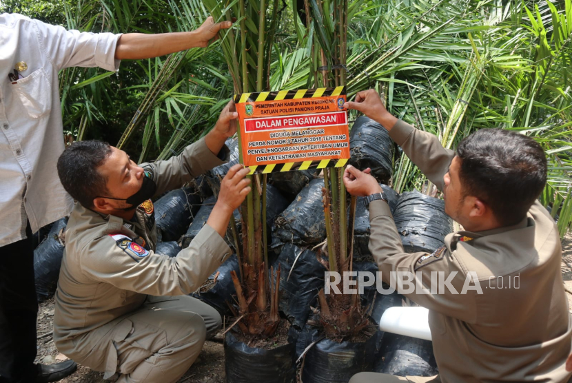 Pemkab Kuningan melakukan penyegelan penanaman kelapa sawit di Desa Dukuhbadag, Kecamatan Cibingbin. 