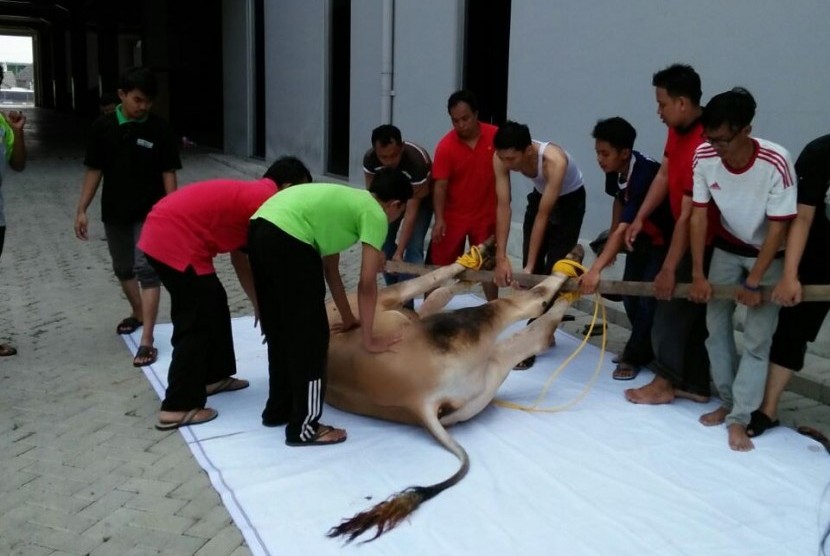 Pemotongan hewan kurban di kampus BSI Bekasi, Kampus Kaliabang.  