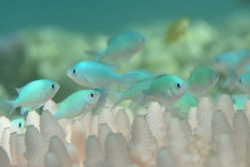 Pemutihan terumbu karang yang sangat luas terjadi di Great Barrier Reef.