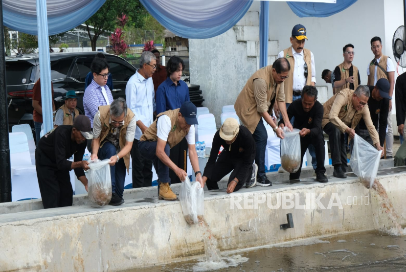 Penaburan bibit ikan nila di Peace Flower Farm, Ciampea Cibitung, Bogor.