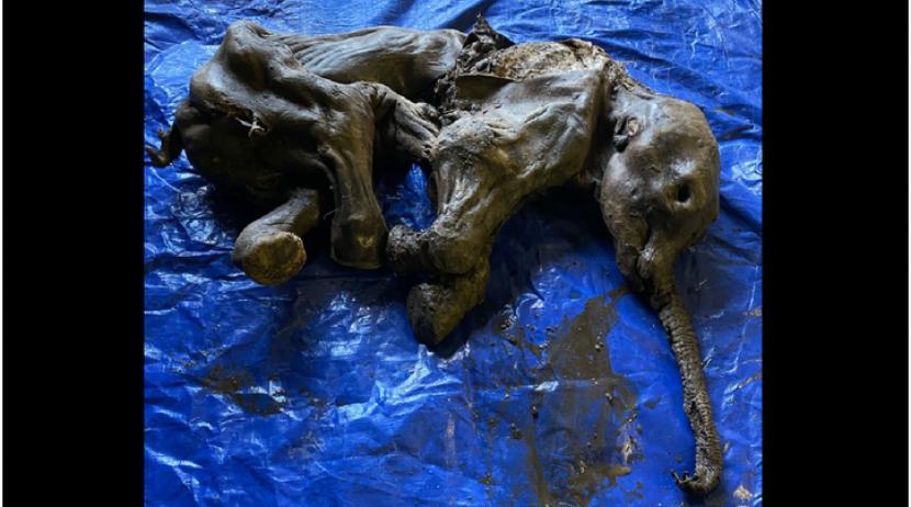 Beberapa kelompok pemburu harta karun telah memenuhi area East River New York City Amerika Serikat beberapa pekan terakhir. Mereka mencoba mencari tulang mammoth yang berharga sangat tinggi.