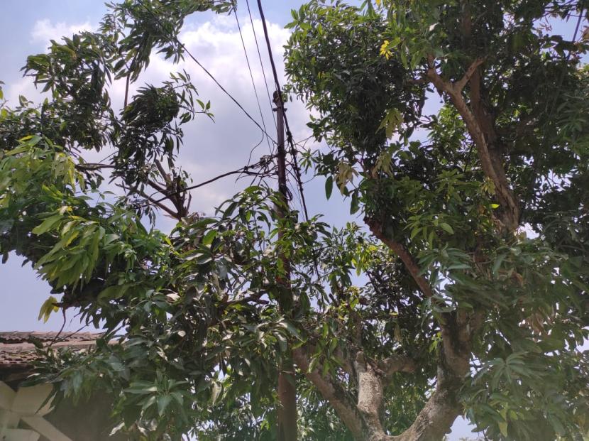 Penampakan pohon mangga tempat korban tewas tersengat listrik.