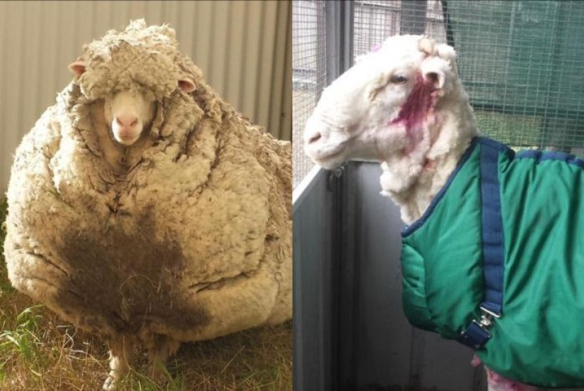 Penampakkan domba yang ditemukan kemarin, sebelum dan sesudah dicukur. 
