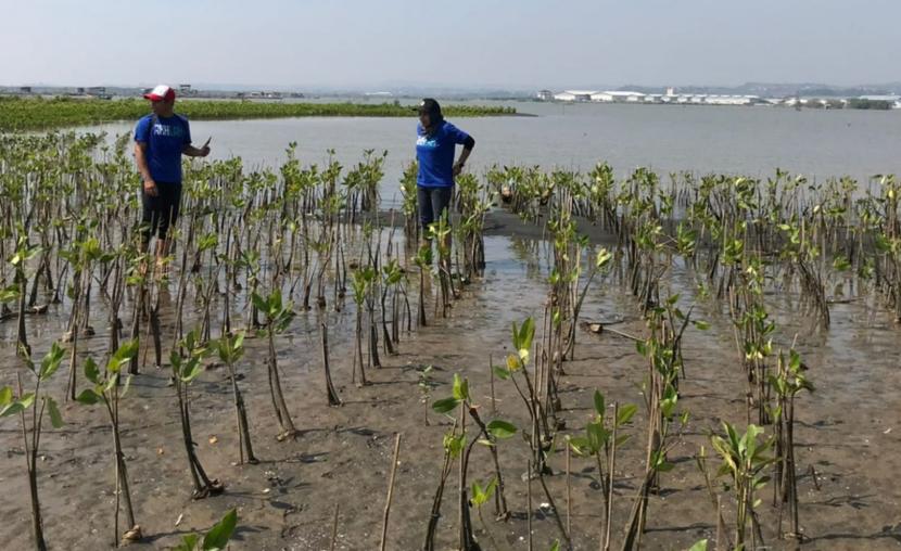 Penanaman 12.000 bibit mangrove yang diinisiasi Pertamina Patra Niaga Regional Jawa Bagian Tengah, PT Angkasa Pura I Bandara Internasional Jenderal Ahmad Yani dan Badan Eksekutif Mahasiswa (BEM) Universtas Diponegoro (UNDIP), di pantai Mangunharjo, Kota semarang, jawa Tengah, Selasa (26/7). Kegiatan ini dilaksanakan dalam rangka memperingati hari mangrove Sedunia.yang diinisiasi Pertamina Patra Niaga Regional Jawa Bagian Tengah, PT Angkasa Pura I Bandara Internasional Jenderal Ahmad Yani dan Badan Eksekutif Mahasiswa (BEM) Universtas Diponegoro (UNDIP), di pantai Mangunharjo, Kota semarang, jawa Tengah, Selasa (26/7). Kegiatan ini dilaksanakan dalam rangka memperingati hari mangrove Sedunia.