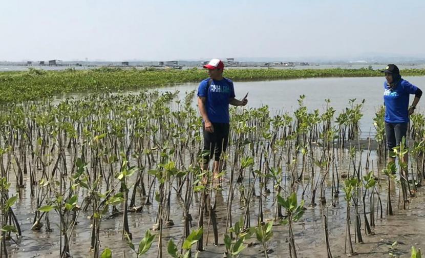 Penanaman 12.000 bibit mangrove yang diinisiasi Pertamina Patra Niaga Regional Jawa Bagian Tengah, PT Angkasa Pura I Bandara Internasional Jenderal Ahmad Yani dan Badan Eksekutif Mahasiswa (BEM) Universtas Diponegoro (UNDIP), di pantai Mangunharjo, Kota semarang, jawa Tengah, Selasa (26/7). Kegiatan ini dilaksanakan dalam rangka memperingati hari mangrove Sedunia.