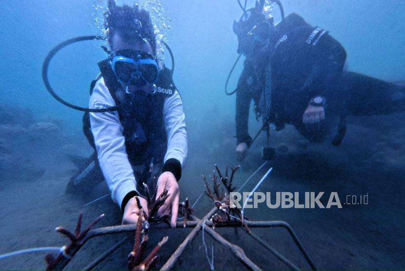 Penanaman fragmen terumbu karang di Desa Morella, Maluku Tengah.