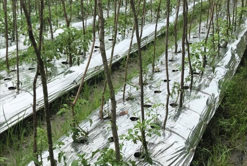Penanaman hortikultura di lahan rawa di Kalimantan Selatan