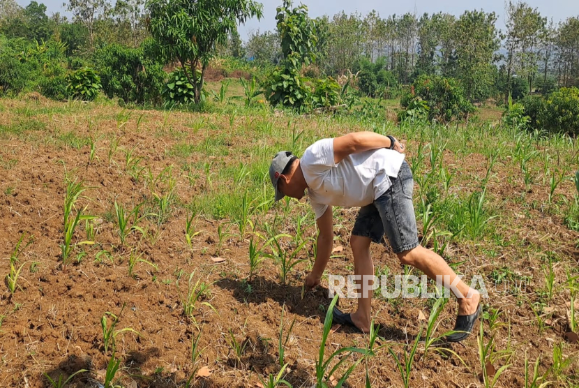 Penanaman jagung di lahan seluas sepuluh hektare kerja sama petani dengan Polres Indramayu