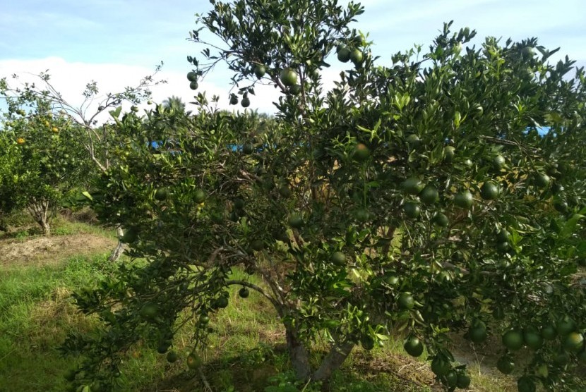 Penanaman jeruk Pontianak di Kabupaten Sambas.