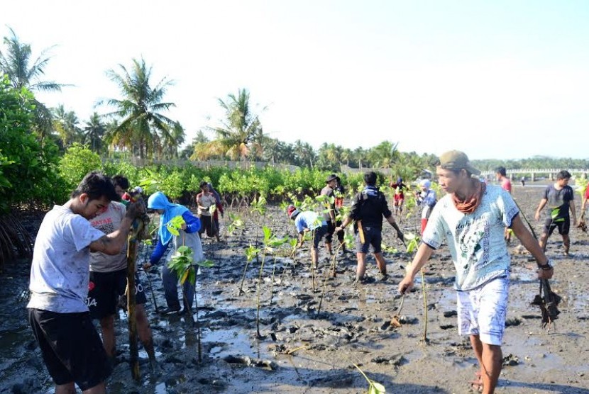 Penanaman Mangrove di Pangandaran 