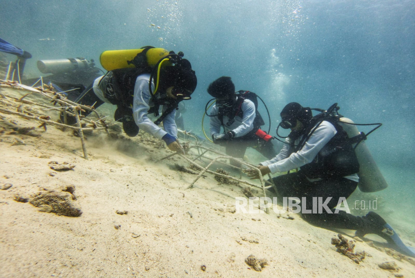 Penanaman transplantasi terumbu karang di Ujung Teungku, Aceh, belum lama ini.