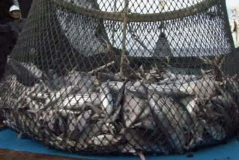 Penangkapan ikan tuna (ilustrasi).