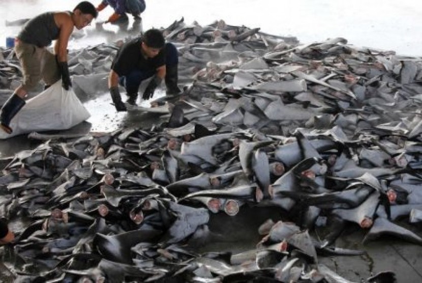 Penangkapan ilegal sirip ikan hiu.