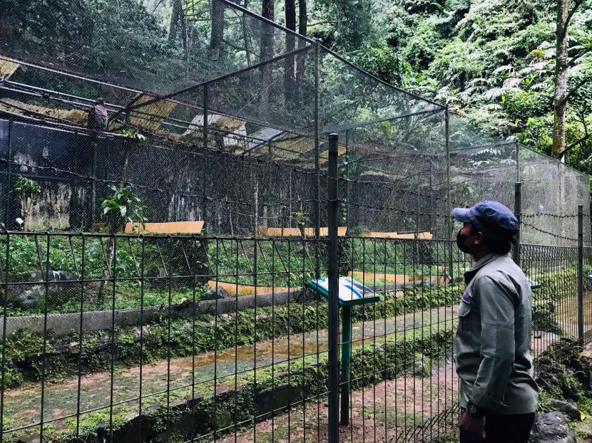 Penangkaran burung elang di Pusat Suaka Satwa Elang Jawa (PSSEJ) Loji, Desa Pasir Jaya, Kecamatan Cijeruk, Kabupaten Bogor.
