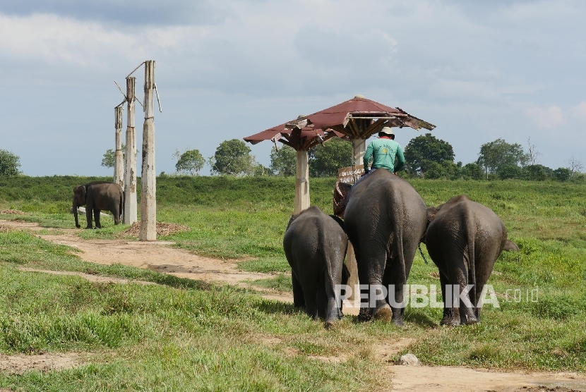 Penangkaran Gajah, Taman Nasional Way Kambas (TNWK), Lampung, (20/3). 